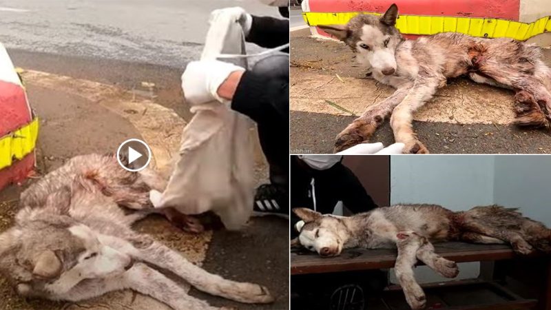 The poor sick and exhausted dog lying helpless on the street without assistance urgently requires rescue.