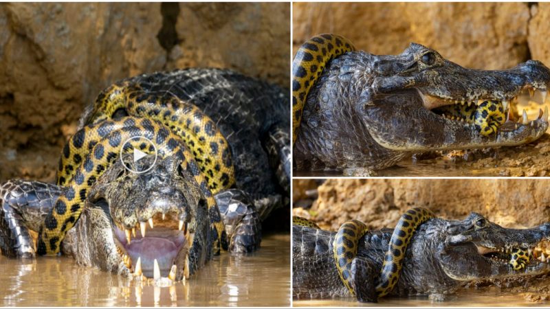 A Survival Battle: An Unforgettable Encounter Between a Giant Crocodile and a Giant Snake