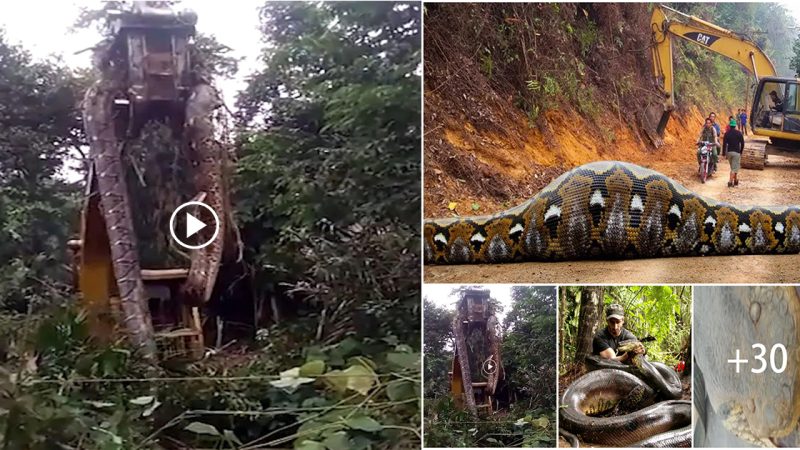 Netizens are amazed with the world’s largest snake emerging from the Dominican rainforest