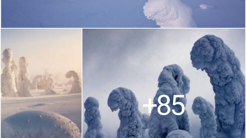 What Do You Know About the Frozen Trees in Finland That Have A Strange Shape?