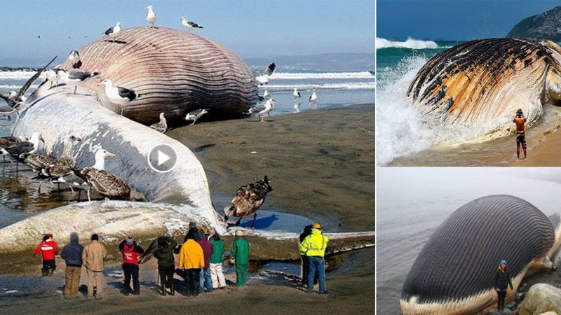 The world’s largest sea monster is mysteriously stuck on the coast of the US