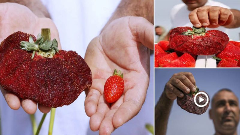 Israeli farmer produces the heaviest strawberry in the world