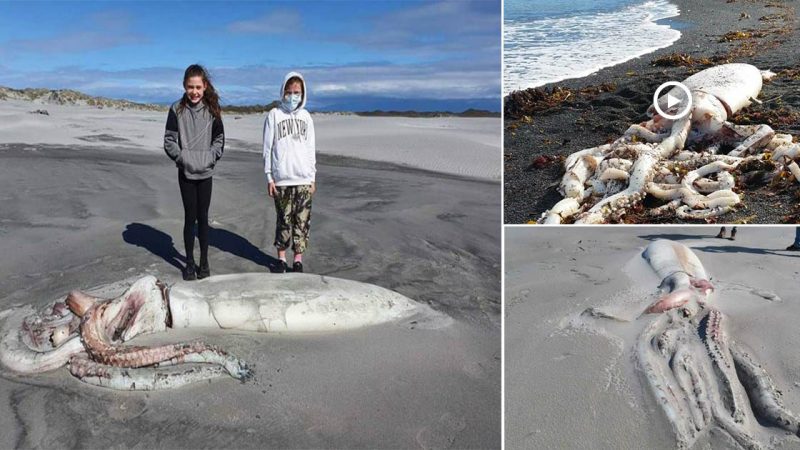 Tourists in New Zealand are stunned by a huge squid that is 13 feet long