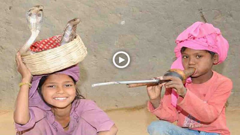 Children in an Indian village learn how to hypnotize snakes as young as two years old