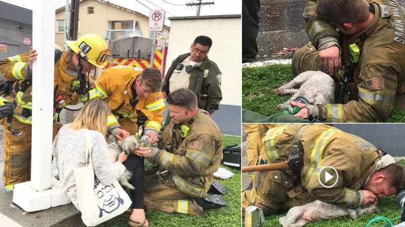 That’s great! Firefighters Save Lifeless Dog By Performing Mouth-To-Snout Resuscitation After Being Pulled From Fire