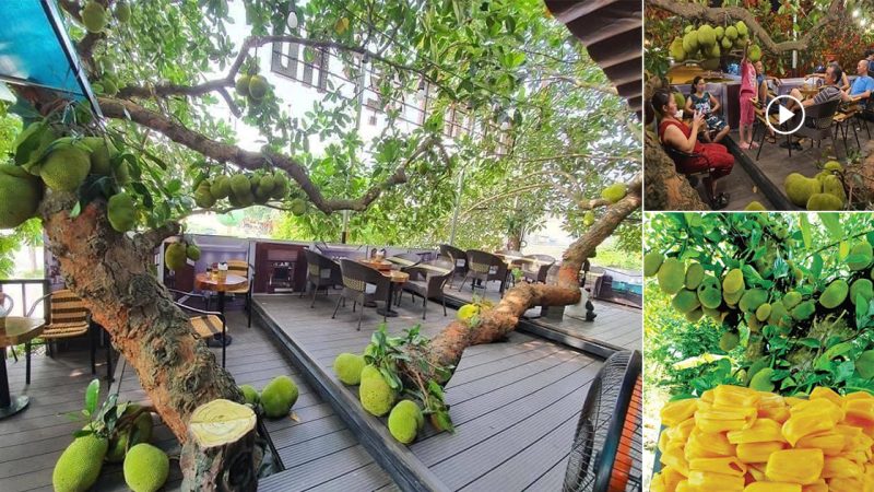 Unique coffee shop full of jackfruit trees in Asian.