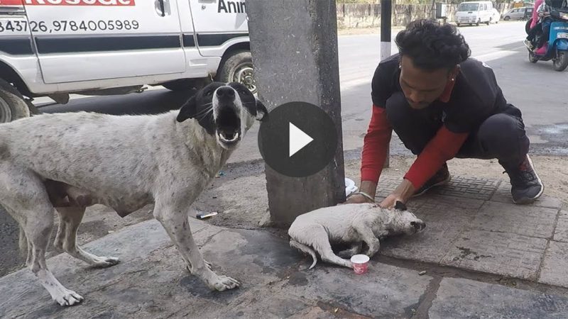 Anguished Mother Dog Wails For Wounded Baby. Sweetest Reunion