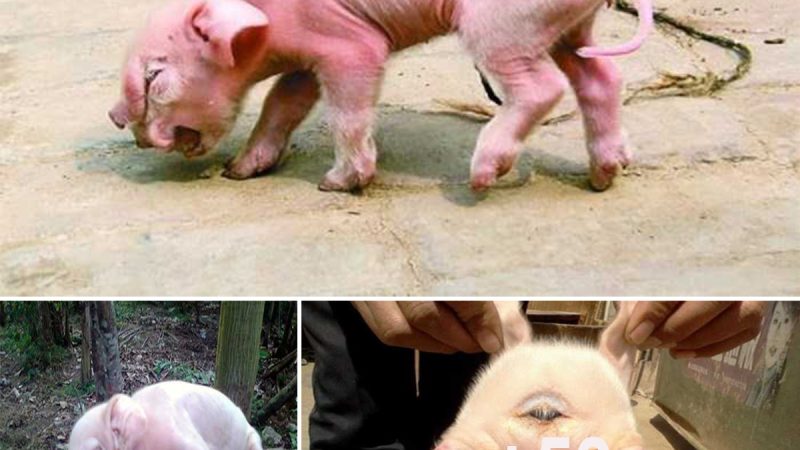 The “monstrous” pig with a human face angered netizens.