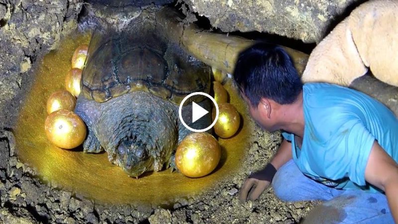 In a cave, explorers discover a secret treasure guarded by a golden turtle (Video)