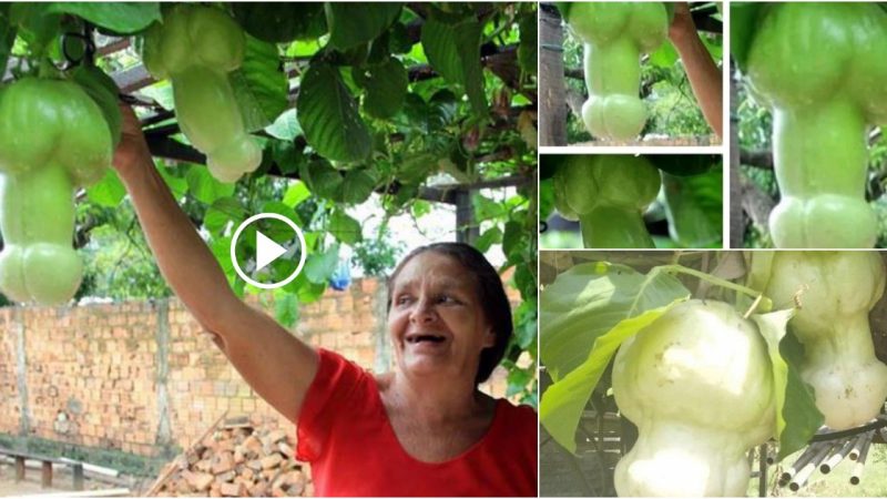 “Brazilian Woman Finds Fruit Resembling Male Anatomy in Garden”