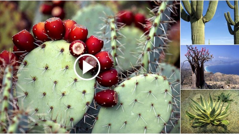 Strange plants know how to “tolerant” the desert.