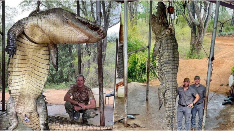 Caught a “legendary monster” a giant crocodile 4.5 m long, 450 kg, this man argued fiercely