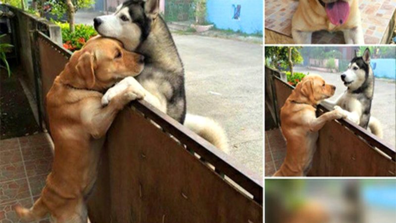 Lonely Husky dog locked up and not allowed to leave the house, lucky to have a beautiful friendship