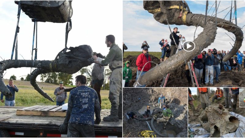 An ancient woolly mammoth fossil was discovered in a Michigan farmer’s field.