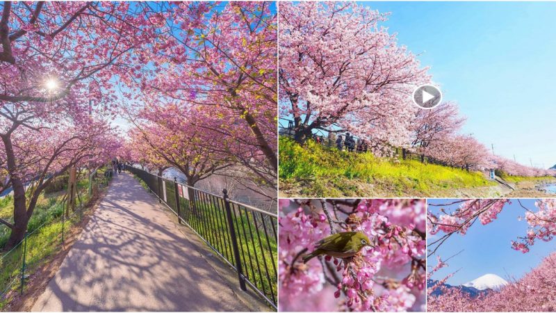 The Cherry Blossoms in This Japanese Village Have Just Bloomed, And The Photos Are Beautiful