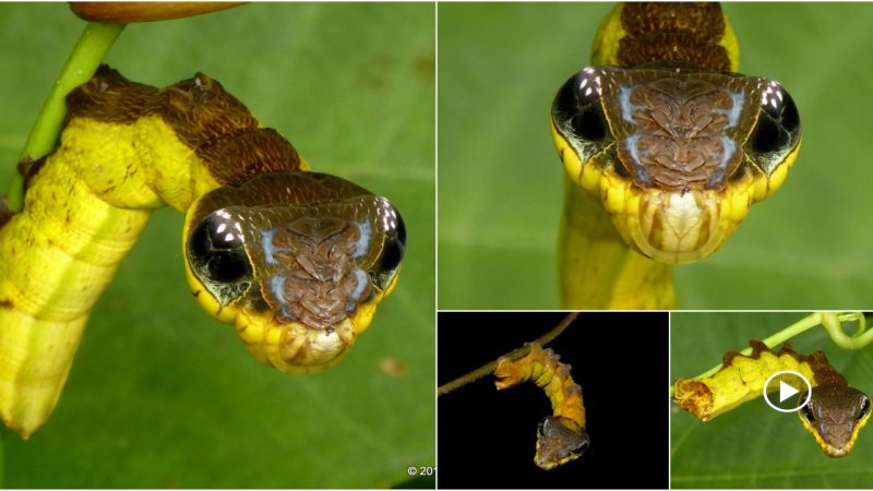 Nature’s unique mechanism: caterpillars will change shape like venomous snakes when in danger