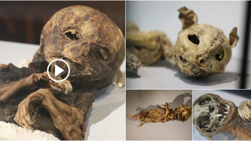 Mummies of a 1000-year-old cat and a baby are on display at Turkey’s Aksaray Museum.