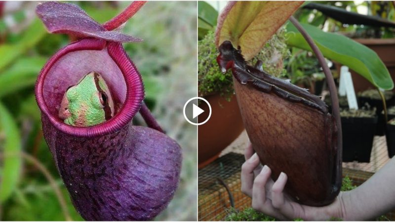 Amazing! Scientists have found that flowers consume animals (attached video)