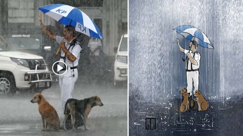 During a heavy rainstorm, a compassionate cop shares his umbrella with a group of stray dogs, showing that kindness knows no boundaries.