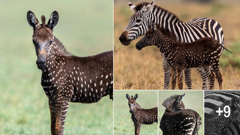 Rare Zebra Foal With Polka Dots Spotted In Kenya