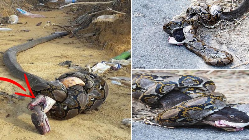 Fatal Battle Between King Cobra and Giant Python Ends in Knots