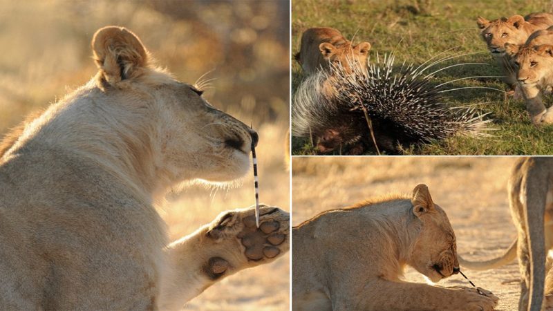 Don’t prick your nose! Lion cub gets a porcupine’s quill stuck up its nostril after trying to eat it (but there’s a much worse ending for the porcupine when the cat’s dad turns up…)