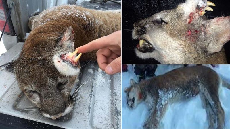 Story of deformed mountain lion travels around the world