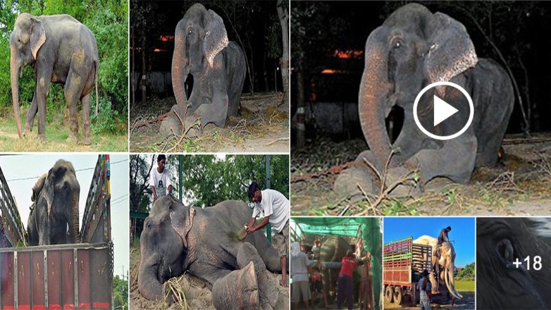 Tears of happiness: The 74-year-old Elephant forced to entertain tourists for more than 45 years now has a taste of freedom for the first time