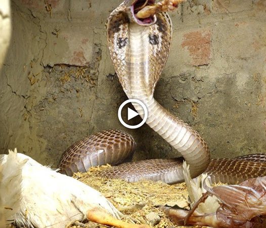 What happens after a king cobra bite?