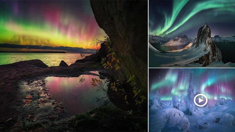 Nature’s most beautiful light show makes everyone surprised