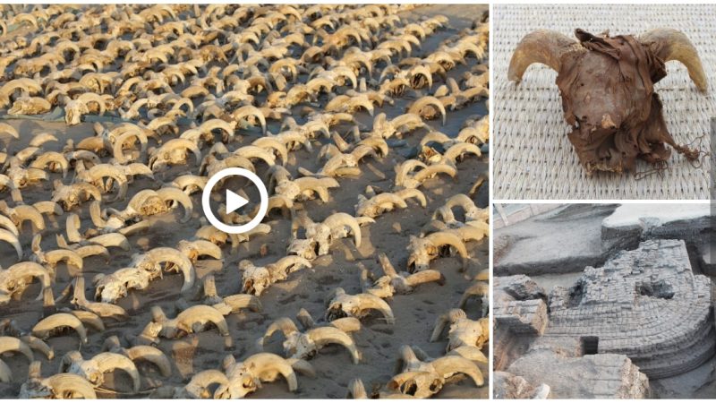 At Abydos, an ancient Egyptian excavation uncovered 2,000 mummified ram skulls.