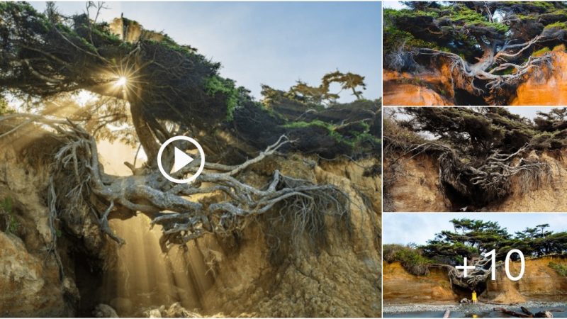 How Stunning it is to Witness the Tree of Life at Kalaloch Beach