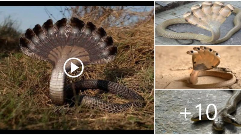 Indian residents were shocked to find a very unusual “ten-headed snake” inside their homes.