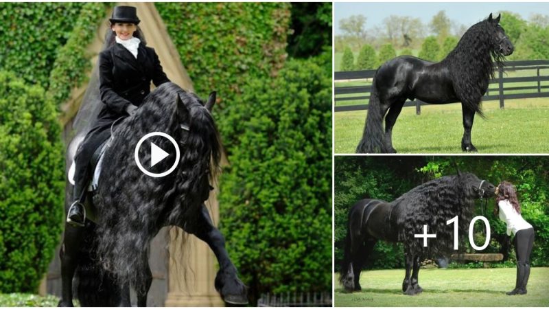 Meet Frederick The Great, the World’s Most Beautiful Horse