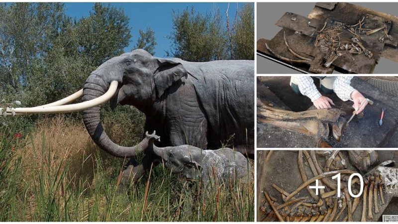 Excavated 300,000 year old elephant skeleton with 8 ft long tusks in Germany, surrounded by flint fragments left by Stone Age hunters after eating meat