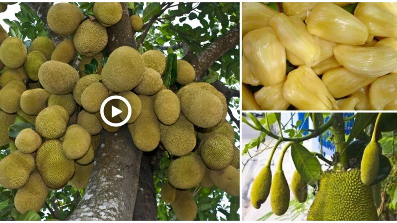 Jackfruit tree with up to 500 fruits sprouting from the trunk to the summit (VIDEO)