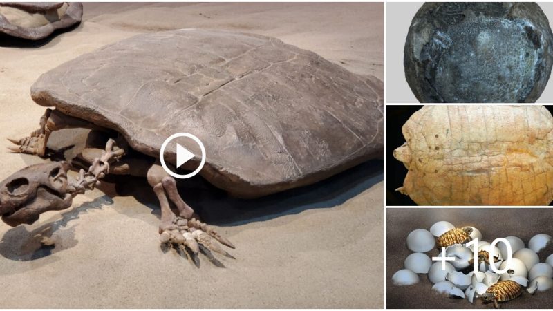 Hell’s Shells: 90 Million-Year-Old Egg from Turtle Bigger Than Humans