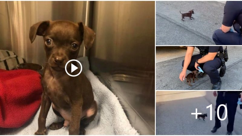 Tiny Abandoned Puppy Chases Cop Down The Street And Begs To Be Adopted