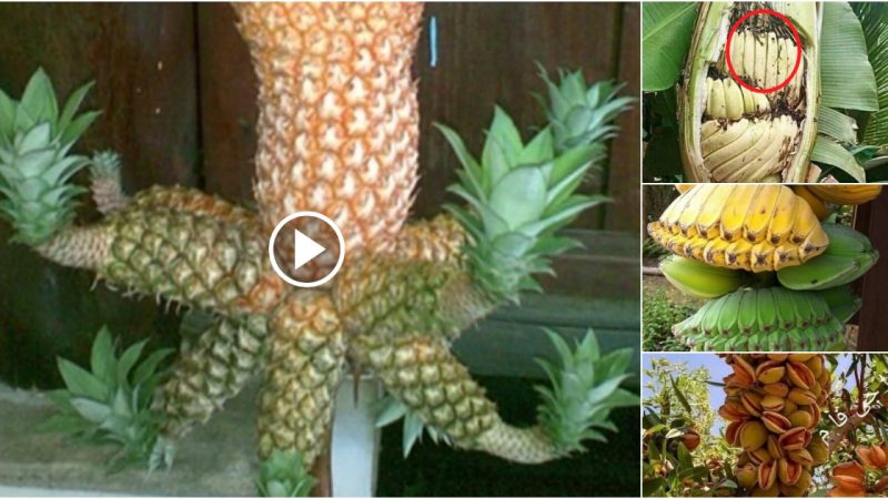 18 funny unusual things from the world of plants.