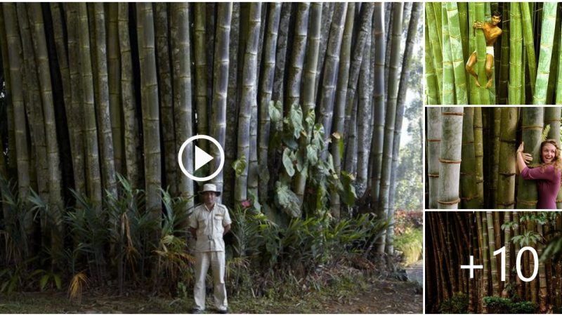 In Ghana, there exists a peculiar mutant bamboo tree that surpasses the height of all other buildings in the area