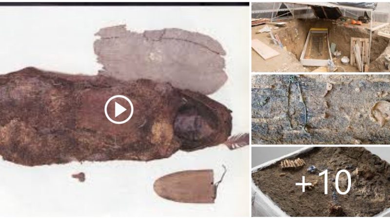 2,200 Years Old Celtic Woman Found Buried Inside A Tree ‘Wearing Fancy Clothes And Jewelry’