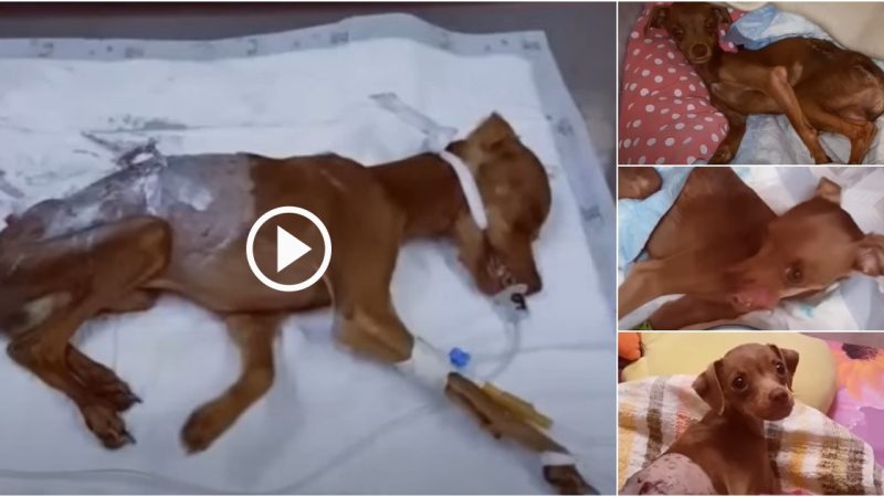 Heartbreaking Story Of A Sad 8 Month Old Puppy Crying His Eyes Out