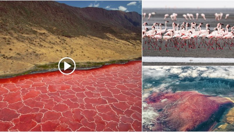 The reason why most animals in Lake Tanzania turn to stone after drinking red water.