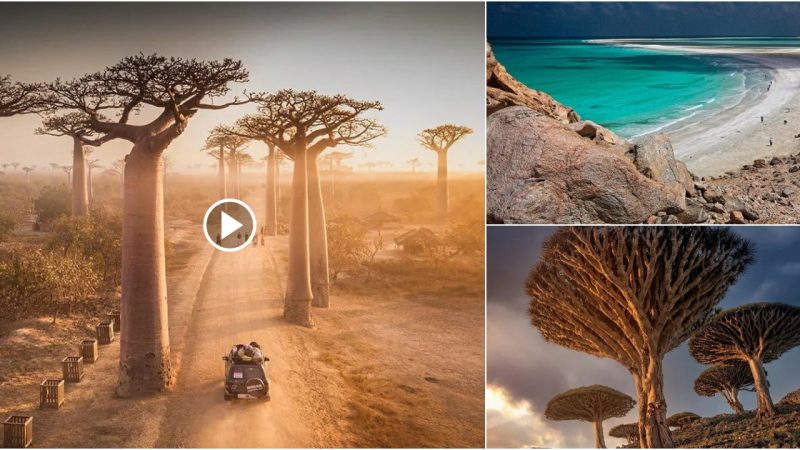 Socotra Island in Yemen is so remote that a third of its plant life can only be found there.