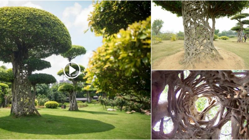 Admiring the Strangler Fig: The Captivating Spider’s Web Tree in Nanning, Guangxi, China.