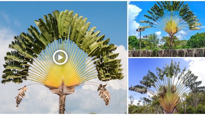 The huge leaf fan resembles Buddha’s thousand-fingered arm