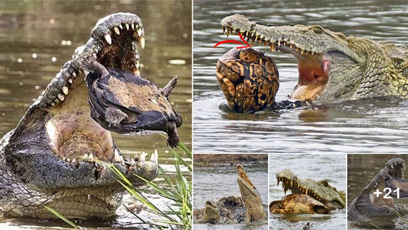 Humorous Scene of a Crocodile Failing to Swallow a Turtle