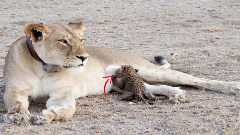 Rare Sight: Lion Nurtures and Cares for a Baby Cheetah as a Member of the Pride