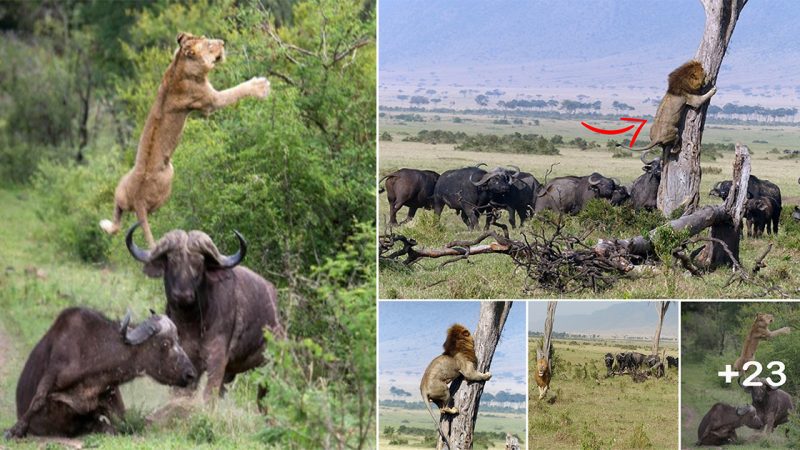 Lion climbs tree to hide from buffalo