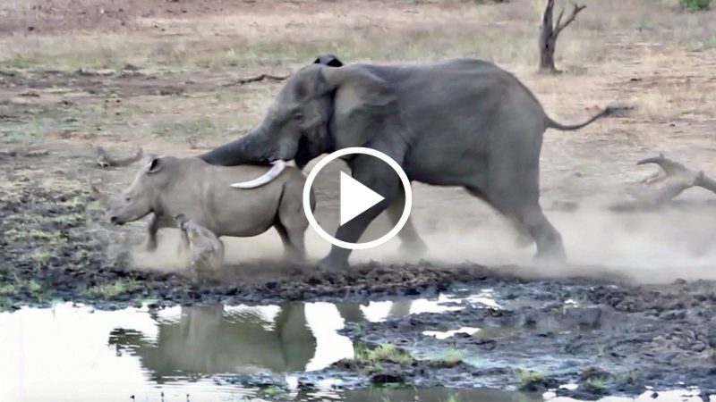 Elephant vs Rhino Real Fight – Ephant Shows Who’s Boss and the unexpected -(VIDEO)